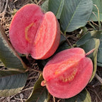 Black Diamond Guava/amrood Air Learning Fruit Plant (pack Of - 1)