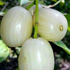Thai White Jamun Hybrid Grafted Fruit Plant