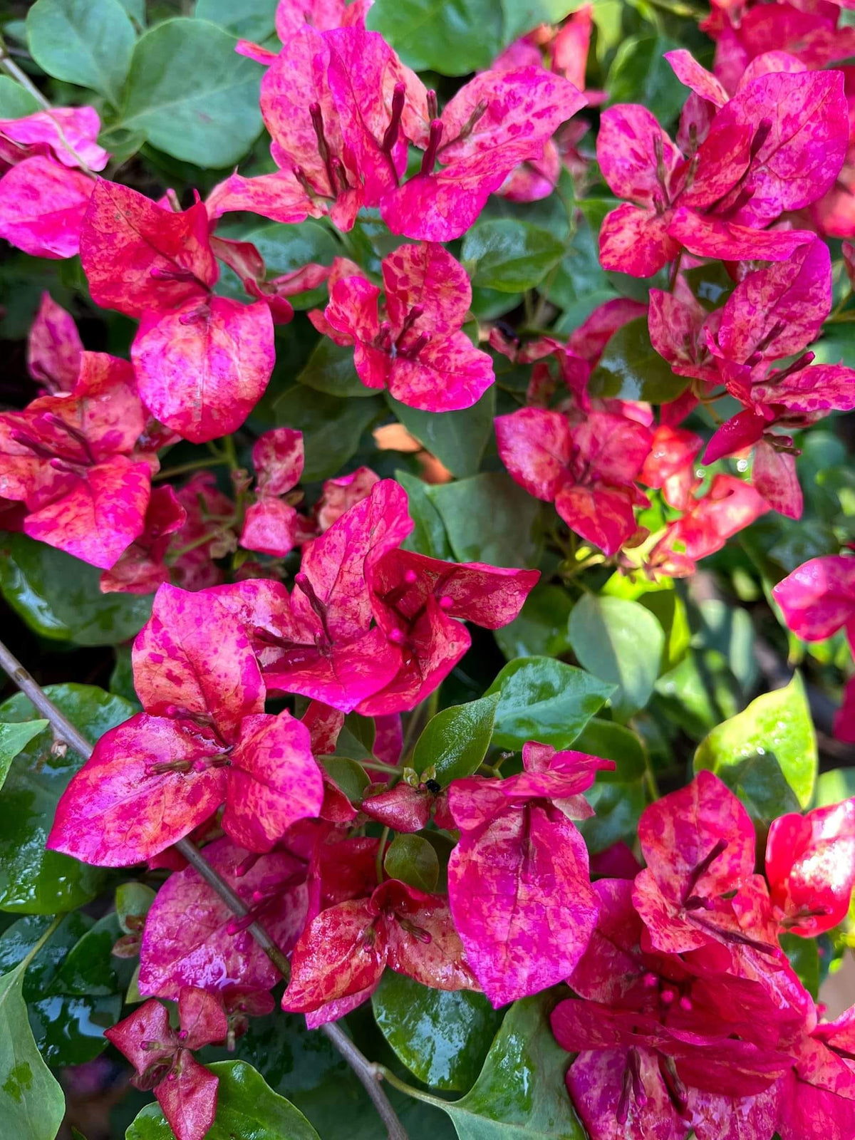 Kristina Bougainvillea Flower Live Plant