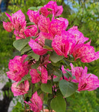 Kristina Bougainvillea Flower Live Plant