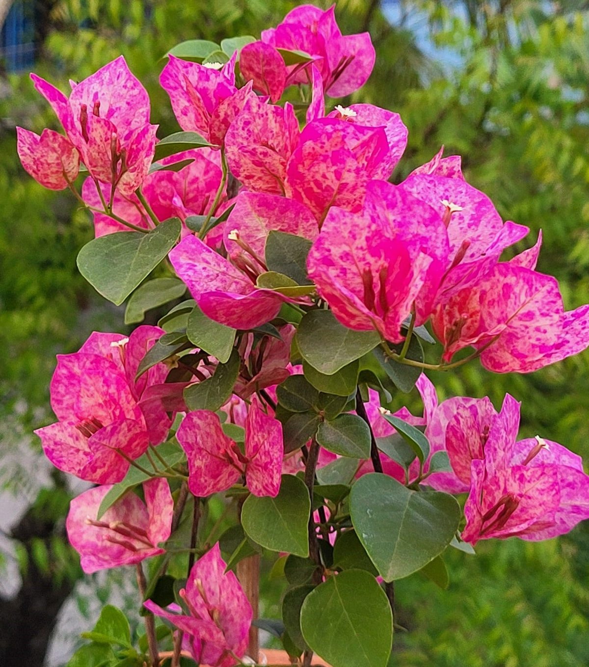 Kristina Bougainvillea Flower Live Plant