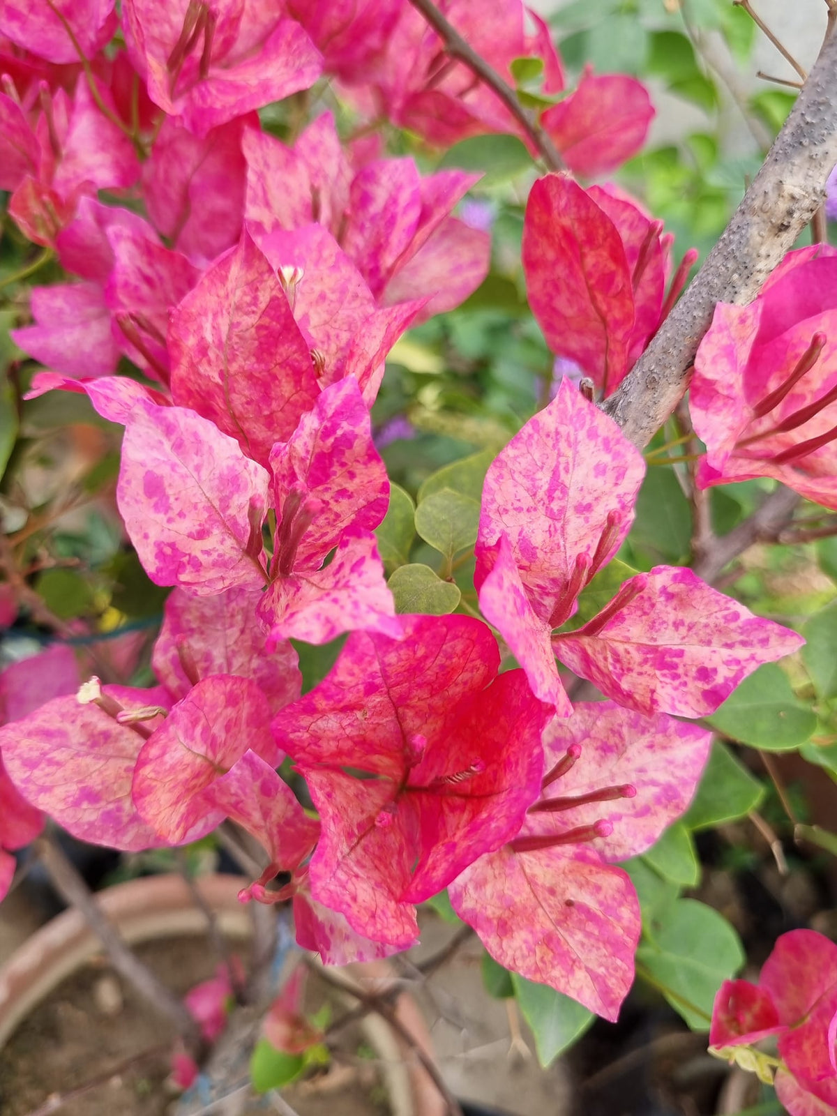 Kristina Bougainvillea Flower Live Plant