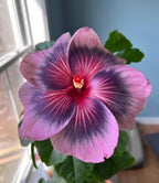 Australian Varitey Hibiscus Hybrid Flower Live Plant