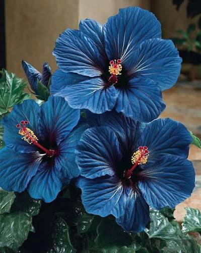 Rare Blue Hibiscus Flower Plant