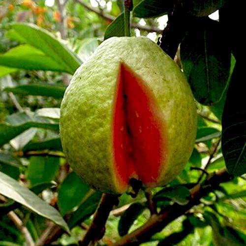 Taiwan Pink Guava Hybrid Fruit Plant