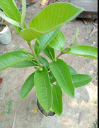 Taiwan Pink Guava Hybrid Fruit Plant