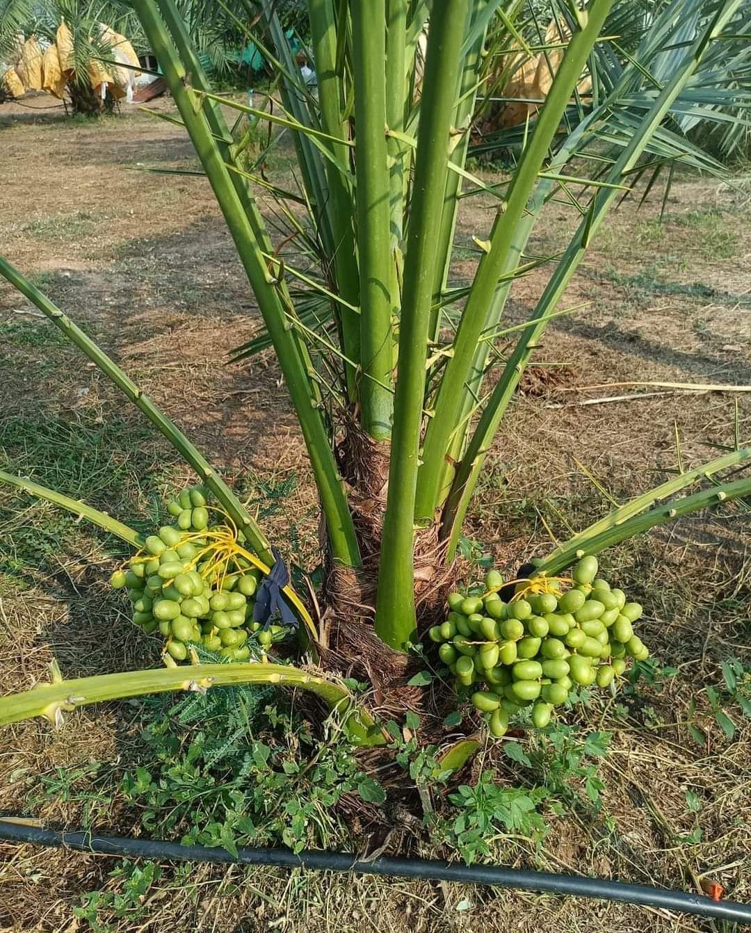 Arabian Dates Palm Hybrid Khajoor Fruit Plant