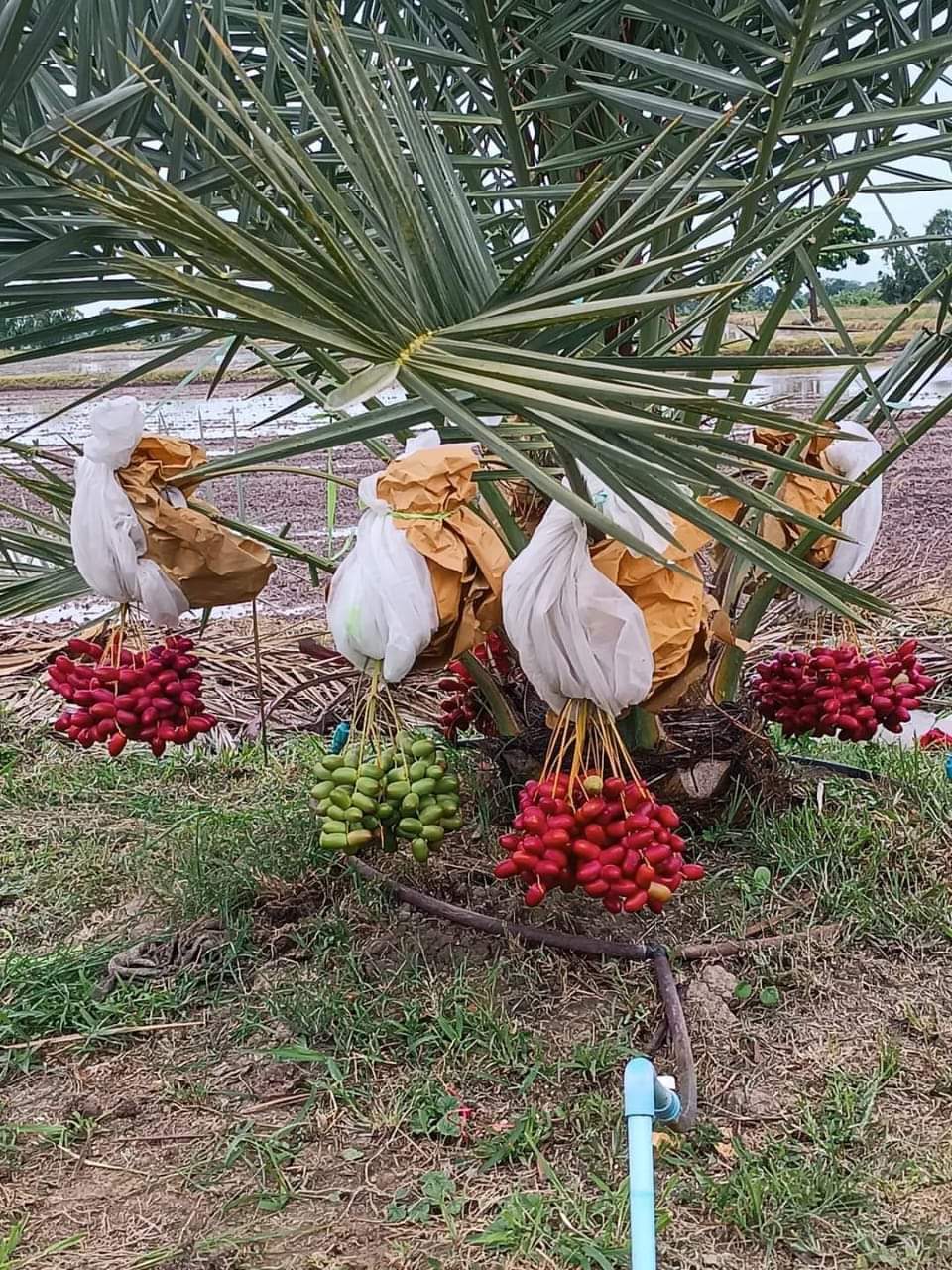 Arabian Dates Palm Hybrid Khajoor Fruit Plant