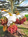 Arabian Dates Palm Hybrid Khajoor Fruit Plant