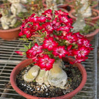 Rose Variety Adenium Flower Hybrid Plant (pack Of - 1)