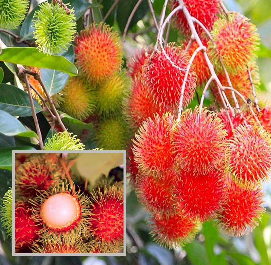 Rambutan Malaysian Varieties Hybrid Fruit Plant