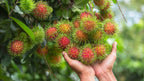 Rambutan Malaysian Varieties Hybrid Fruit Plant