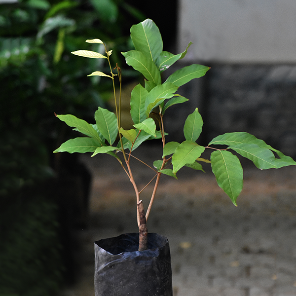 Rambutan Malaysian Varieties Hybrid Fruit Plant