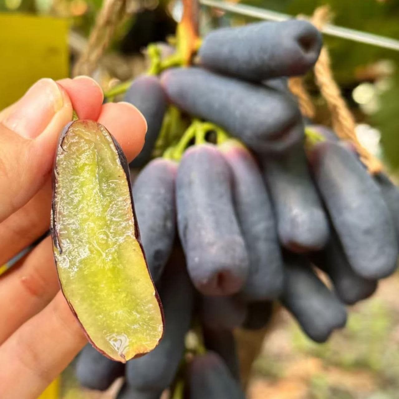 Australian Finger Grapes Air Learning Grafted Fruit Plant
