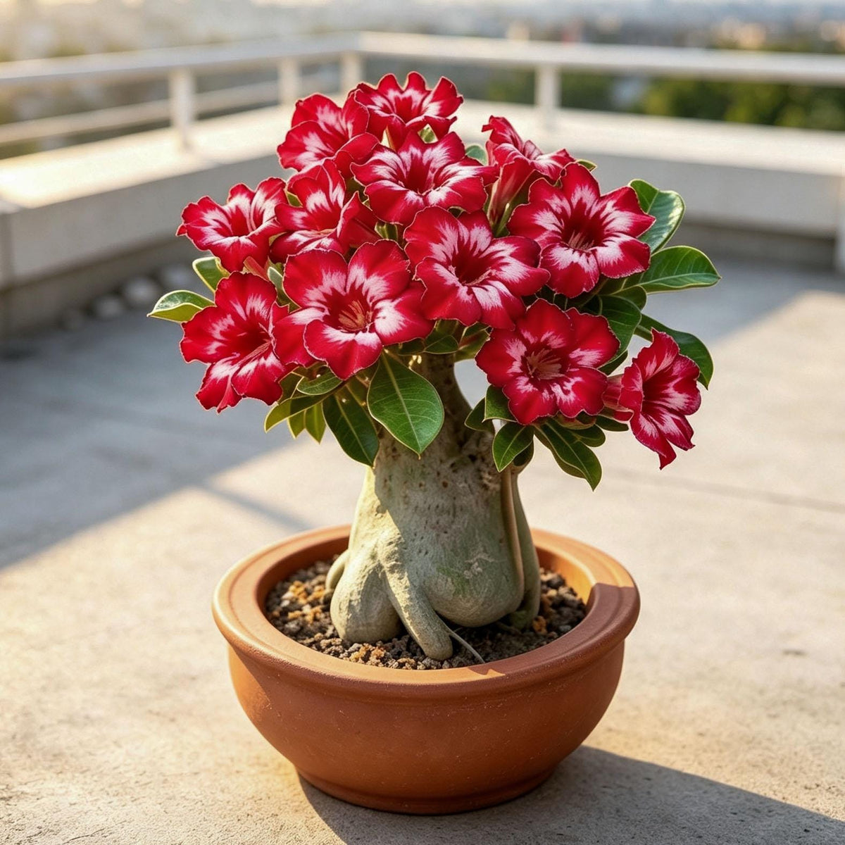 Adenium Plant Live Combo Without Pot Bonsai Multi Petal Desert Rose Pack Of - 8 (ALL plants are seedling Plants)