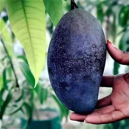 Thai Black Stone Mango Grafted Fruit Plant