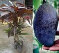 Thai Black Stone Mango Grafted Fruit Plant