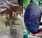 Thai Black Stone Mango Grafted Fruit Plant