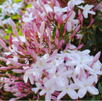 Star Jasmin (kunda) Flowering Plant (pack Of - 1)