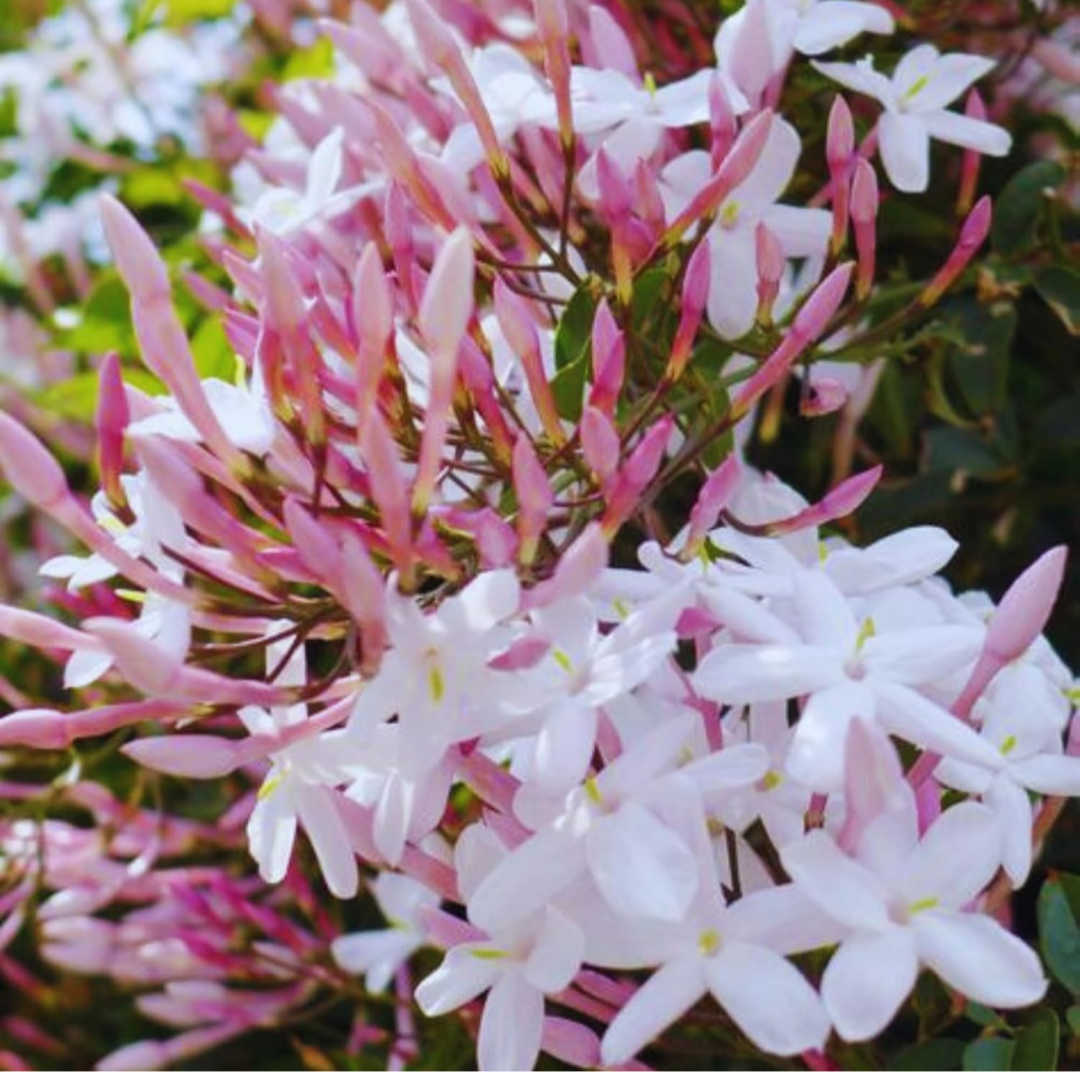 Star Jasmin (kunda) Flowering Plant (pack Of - 1)
