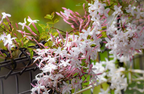 Star Jasmin (kunda) Flowering Plant (pack Of - 1)