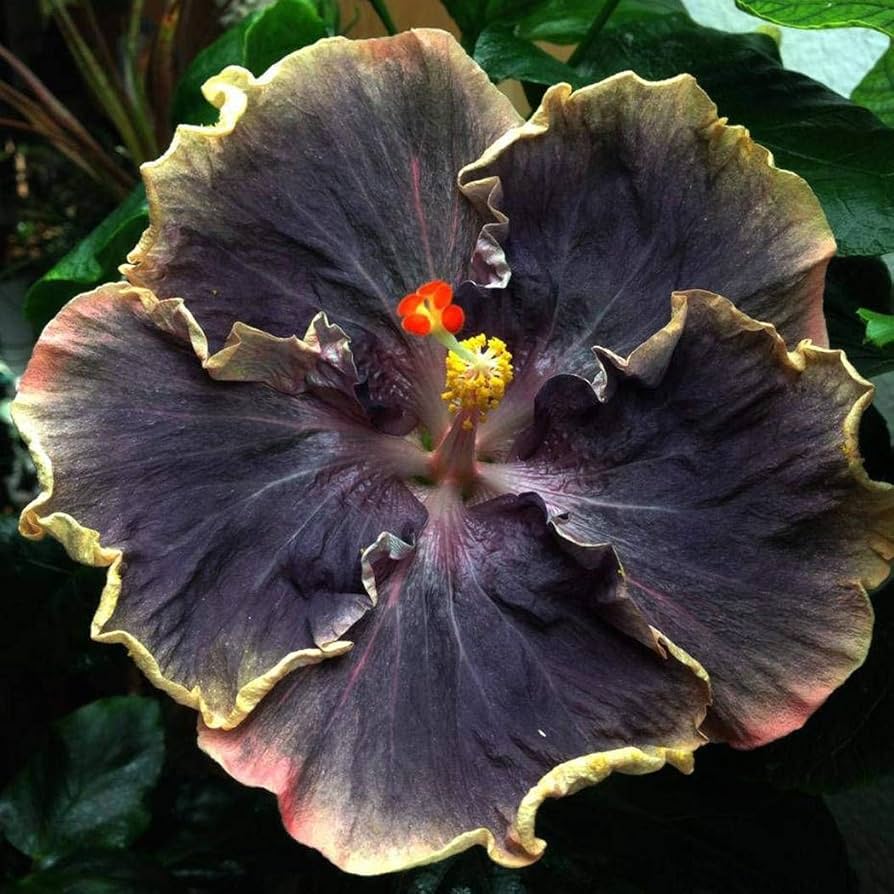 Australian Varitey Hibiscus Flower Live Plant