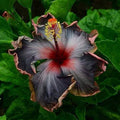 Australian Varitey Hibiscus Flower Live Plant