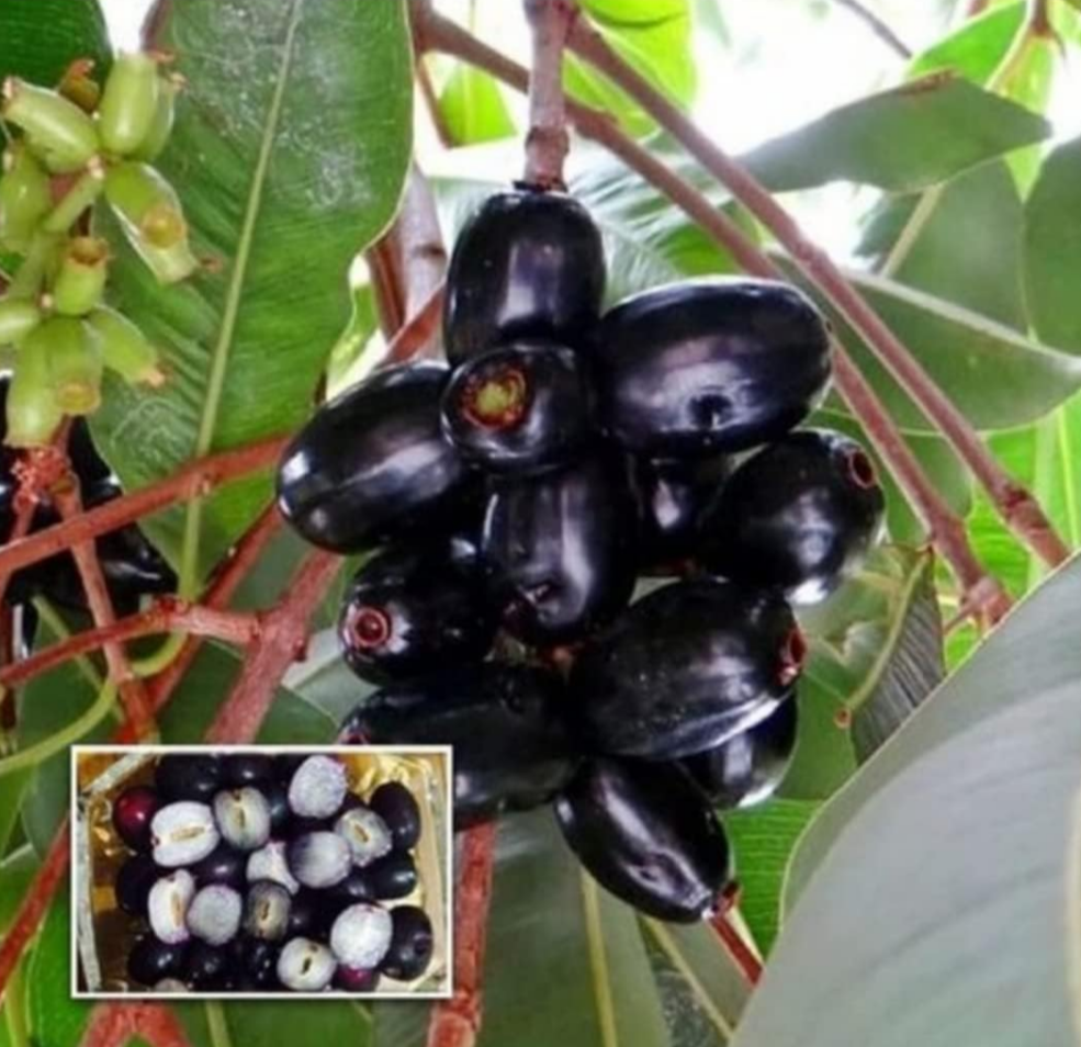 Thai Black Jamun Grafted Fruit Plant