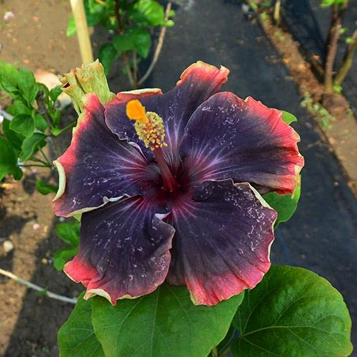 American Varitey Hibiscus Flower Hybrid Plant