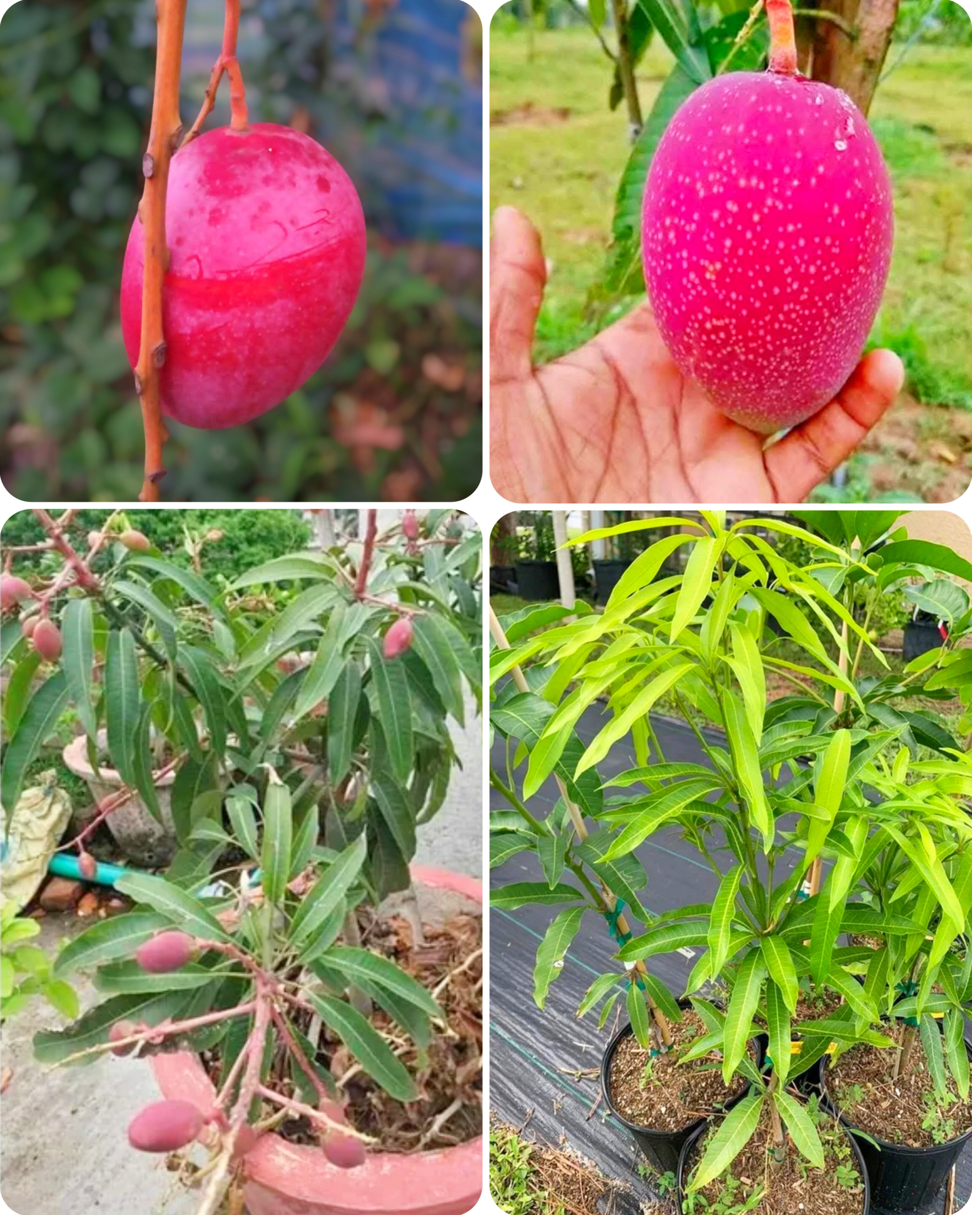 Japanese Miyazaki Mango Hybrid Grafted Plant