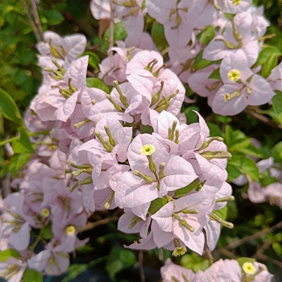 Lilac - Bougainvillea Flower Live Plant