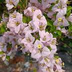 Lilac - Bougainvillea Flower Live Plant