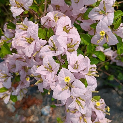 Lilac - Bougainvillea Flower Live Plant