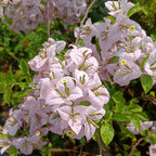 Lilac - Bougainvillea Flower Live Plant