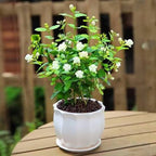 Arabian Jasmine Flower Hybrid Plant