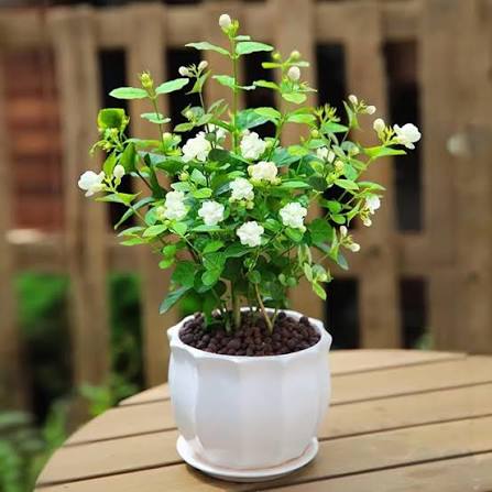 Arabian Jasmine Flower Hybrid Plant