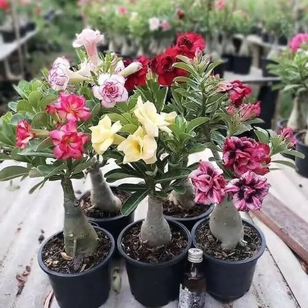 Adenium Plant Live Combo Without Pot Bonsai Multi Petal Desert Rose Pack Of - 6 (ALL plants are seedling Plants)