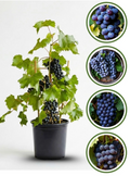 Thai Black Queen Grapes Air Learning Grafted Fruit Plant
