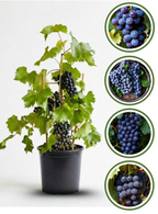 Thai Black Queen Grapes Air Learning Grafted Fruit Plant