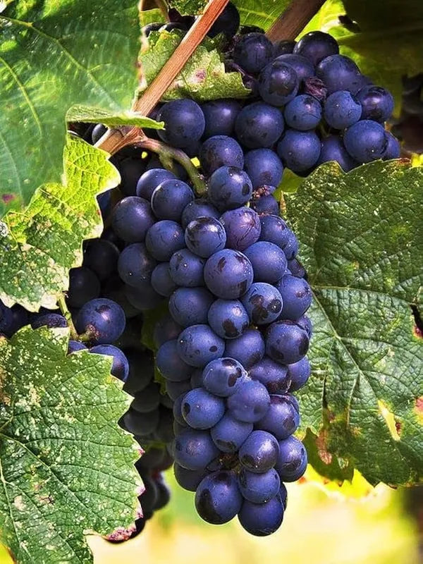 Thai Black Queen Grapes Air Learning Grafted Fruit Plant
