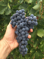 Thai Black Queen Grapes Air Learning Grafted Fruit Plant