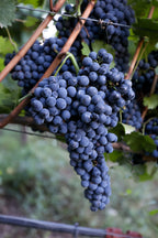 Thai Black Queen Grapes Air Learning Grafted Fruit Plant