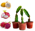 Thai Multicolour Dragon Hybrid Fruit Plant(pack Of - 3)
