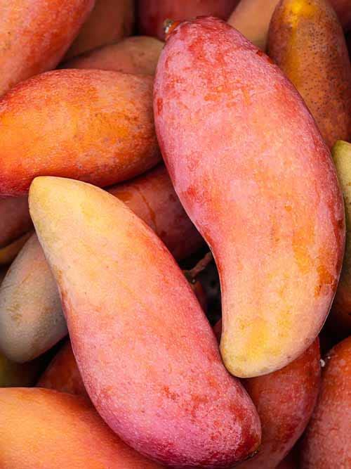 Thai Red Banana Mango Hybrid Graftad Plant