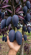 Thai Kasturi Black Mango Hybrid Grafted Fruit Plant (Pack Of - 1)