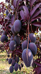 Thai Kasturi Black Mango Hybrid Grafted Fruit Plant (Pack Of - 1)