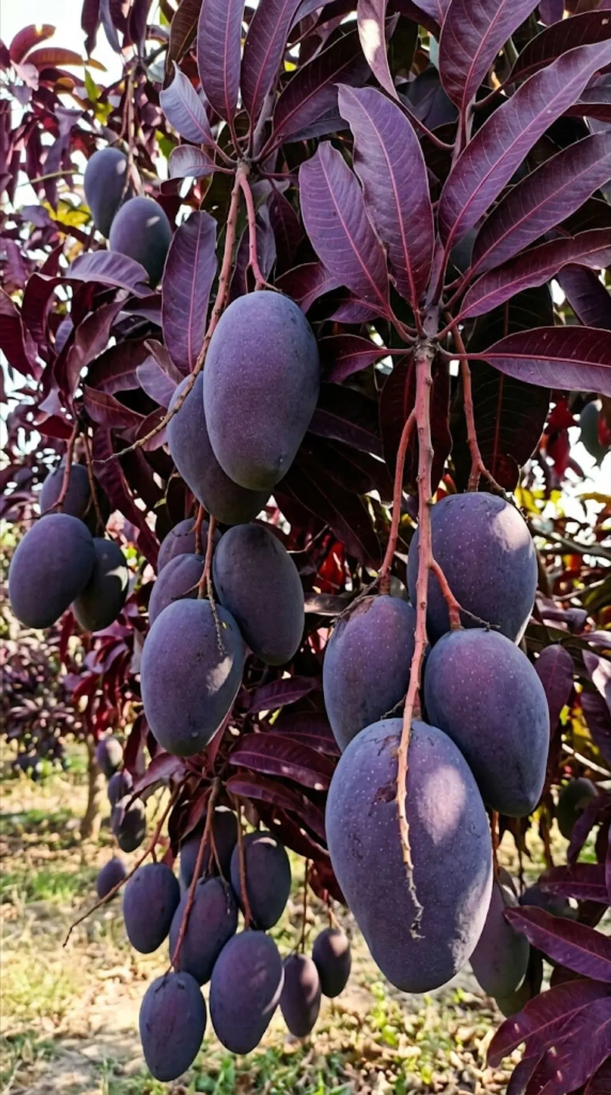 Thai Kasturi Black Mango Hybrid Grafted Fruit Plant (Pack Of - 1)