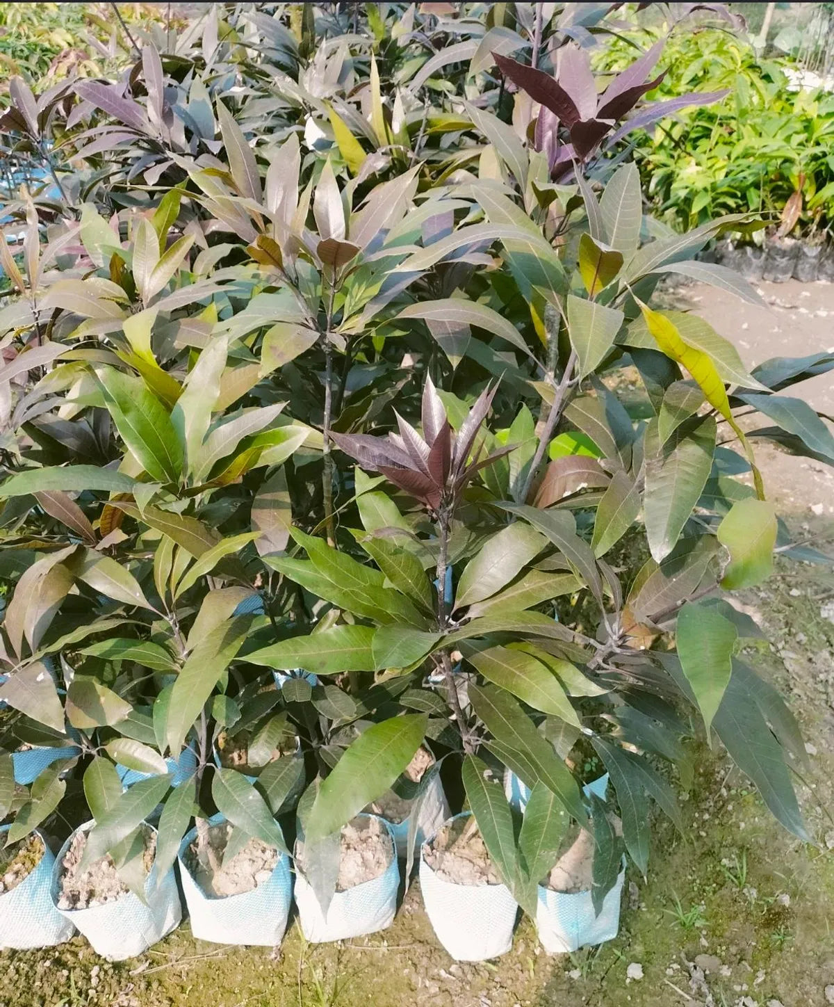 Thai Kasturi Black Mango Hybrid Grafted Fruit Plant (Pack Of - 1)