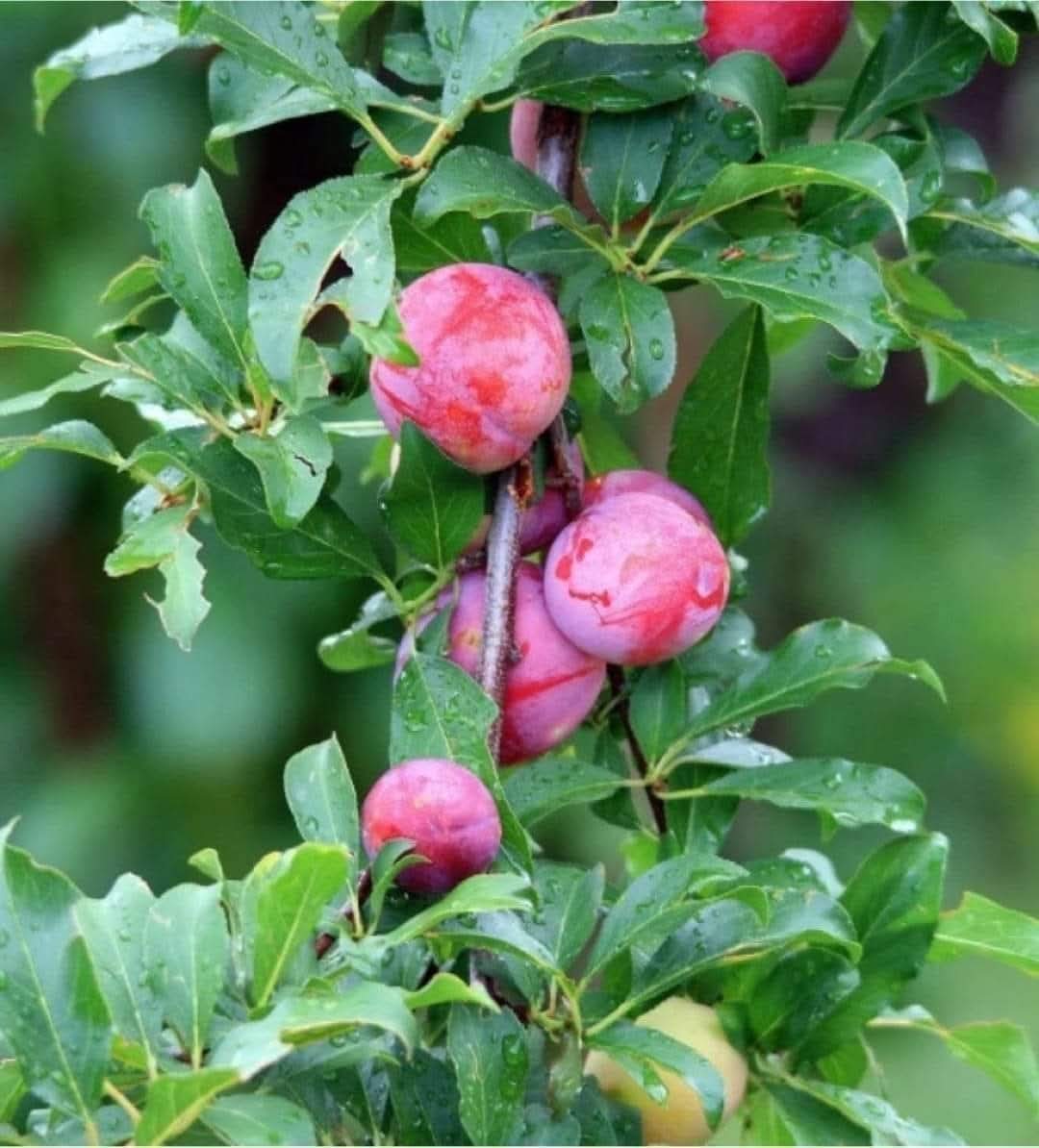 Japanese Red Plum/aloo Bukhara Hybrid Fruit Plant (japanese Variety)
