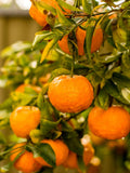 Kinnow Sweet Orange/santra Grafted Hybrid Fruit Plant